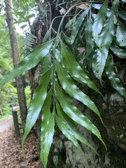 Asplenium formosae