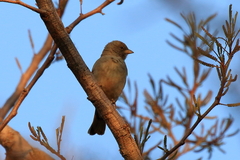 Passer diffusus stygiceps