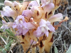 Phelipanche caesia