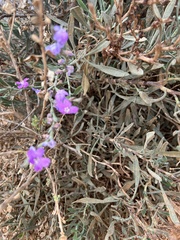 Limoniastrum monopetalum