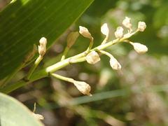 Maianthemum stellatum