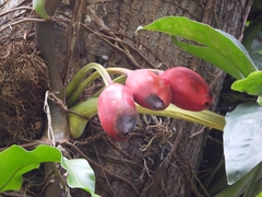 Syngonium podophyllum