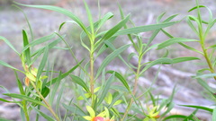 Eremophila oldfieldii