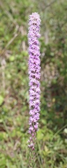 Liatris chapmanii