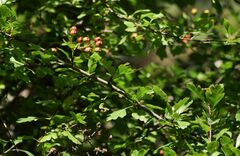 Crataegus laevigata
