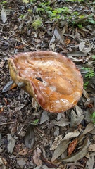 Boletus reticulatus