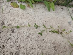 Cerastium holosteoides