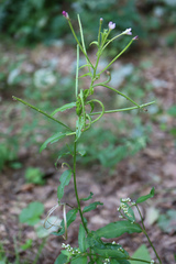 Epilobium parviflorum