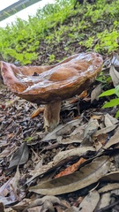 Boletus reticulatus