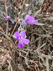 Limoniastrum monopetalum