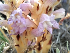 Phelipanche caesia