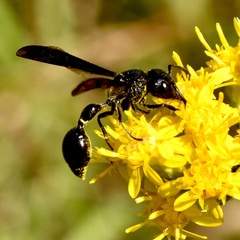 Zethus spinipes spinipes