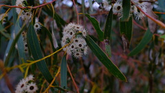 Eucalyptus loxophleba supralaevis