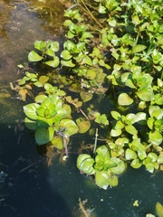 Ludwigia palustris