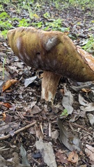 Boletus reticulatus