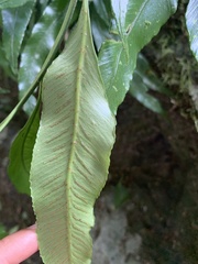 Asplenium formosae