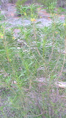 Eremophila oldfieldii