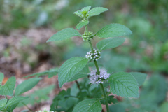 Mentha aquatica