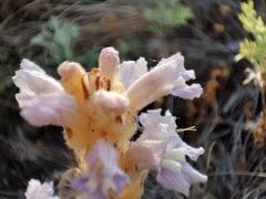 Phelipanche caesia
