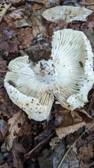 Russula delica