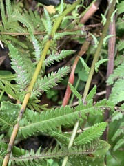 Pseudocyclosorus esquirolii