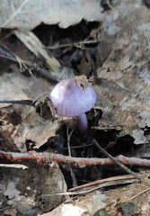 Inocybe