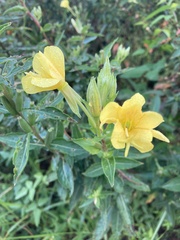 Oenothera glazioviana