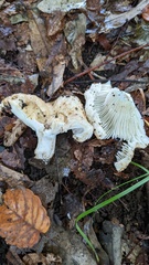 Russula delica