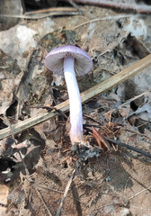 Inocybe