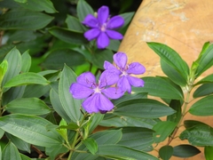 Pleroma semidecandrum