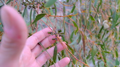 Eucalyptus loxophleba supralaevis