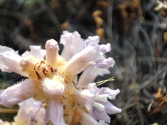 Phelipanche caesia
