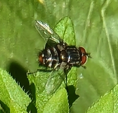 Winthemia quadripustulata