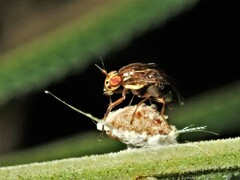 Steganopsis melanogaster