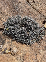 Caryophyllales