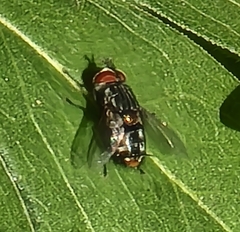 Winthemia quadripustulata