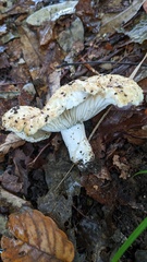 Russula delica
