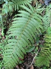 Pseudocyclosorus esquirolii