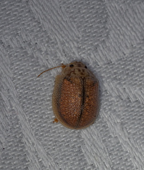 Paropsis omphale
