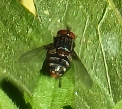 Winthemia quadripustulata