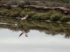 Phoenicopterus roseus
