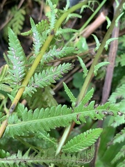 Pseudocyclosorus esquirolii