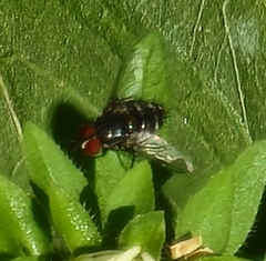 Winthemia quadripustulata