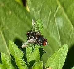 Winthemia quadripustulata