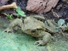 Bufo bankorensis