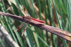 Sympetrum pedemontanum