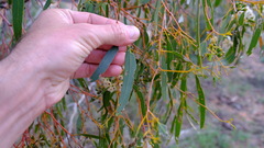 Eucalyptus loxophleba supralaevis
