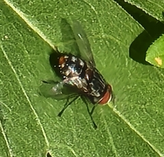 Winthemia quadripustulata