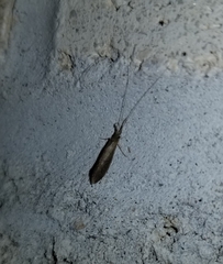 Oecetis