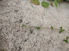 Cerastium holosteoides